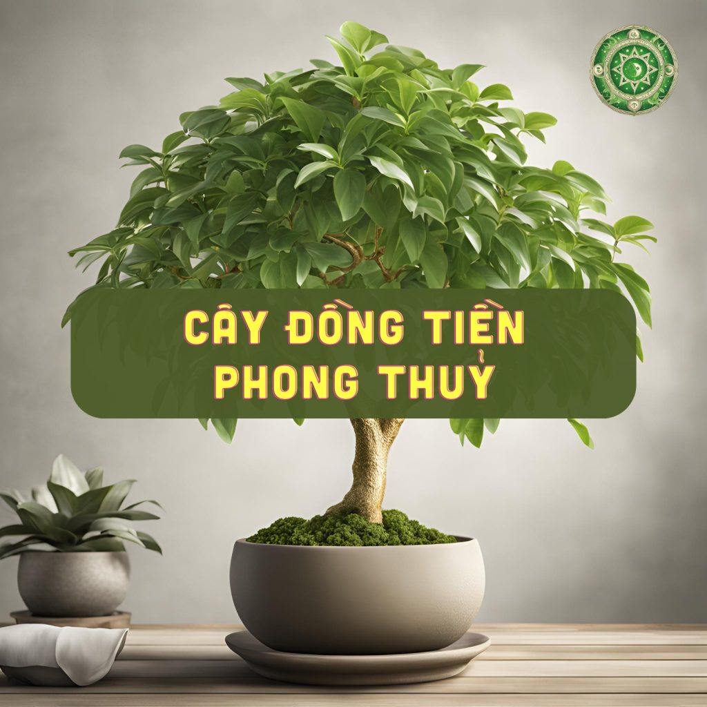 cây đồng tiền phong thủy 1