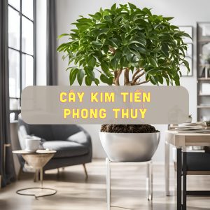 cây kim tiền phong thủy