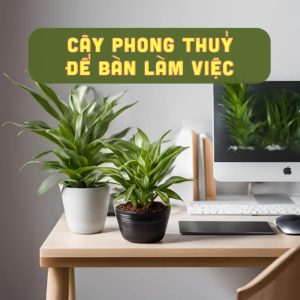 cây phong thủy để bàn làm việc