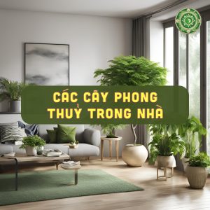 cây trồng trong nhà phong thuỷ 1