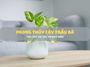 phong-thuy-cay-trau-ba-1